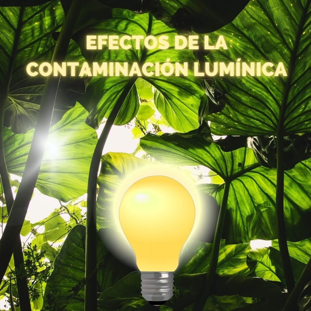 Lee más sobre el artículo RETILAP C5 S575.6 – Efectos de la contaminación lumínica